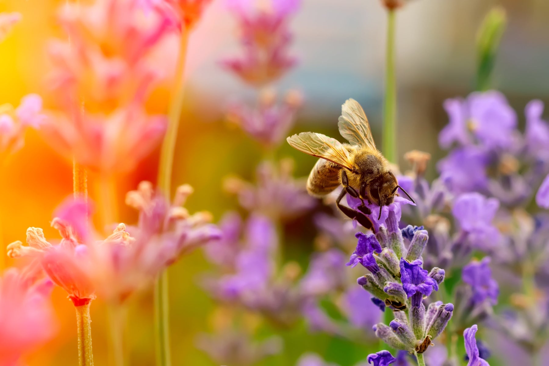 Why Are Bees Good For The Garden?