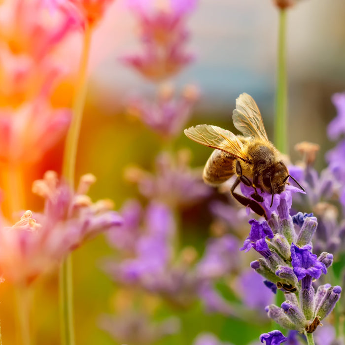 Why Are Bees Good For The Garden?
