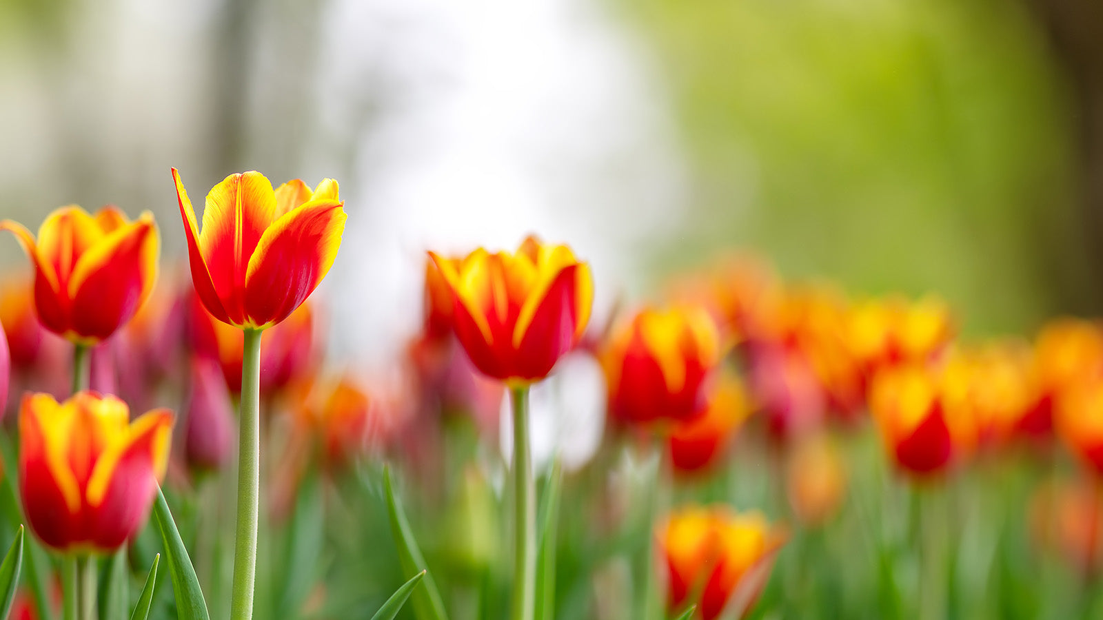 Gardening Dreams: The Vision, The Plan and The Journey Through April