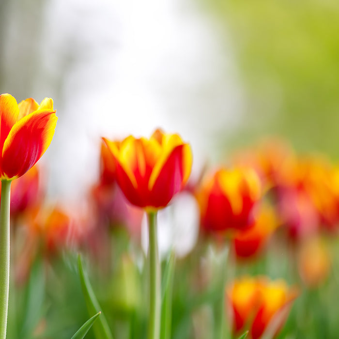 Gardening Dreams: The Vision, The Plan and The Journey Through April