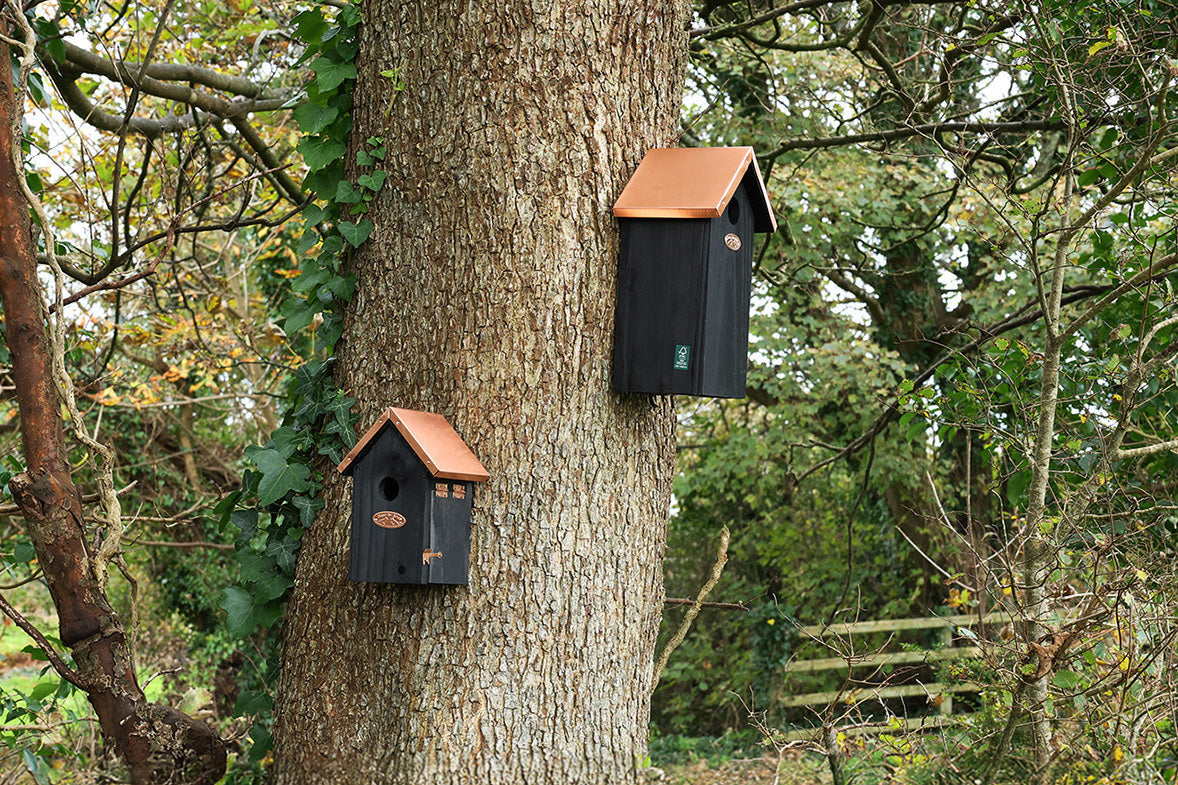 Why Autumn is the Perfect Time to Add a Bird Box to Your Garden