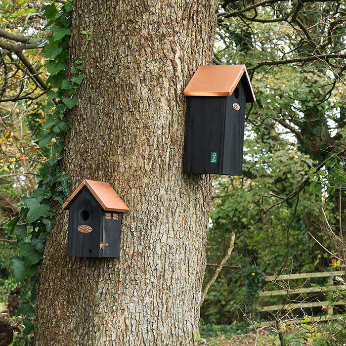 Why Autumn is the Perfect Time to Add a Bird Box to Your Garden
