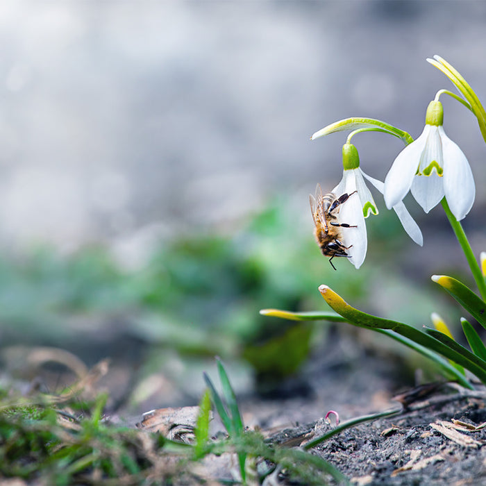 Welcoming Spring: A Journey Through February's Garden Delights