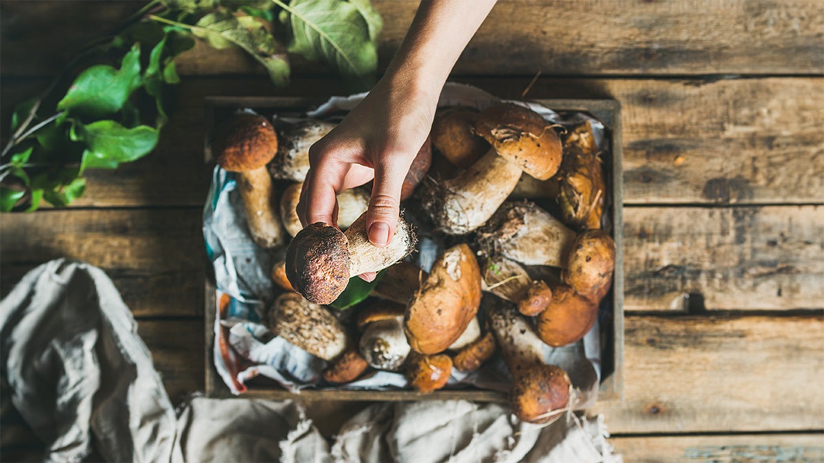 Harvest the Season: Top Picks for Autumn Foragers