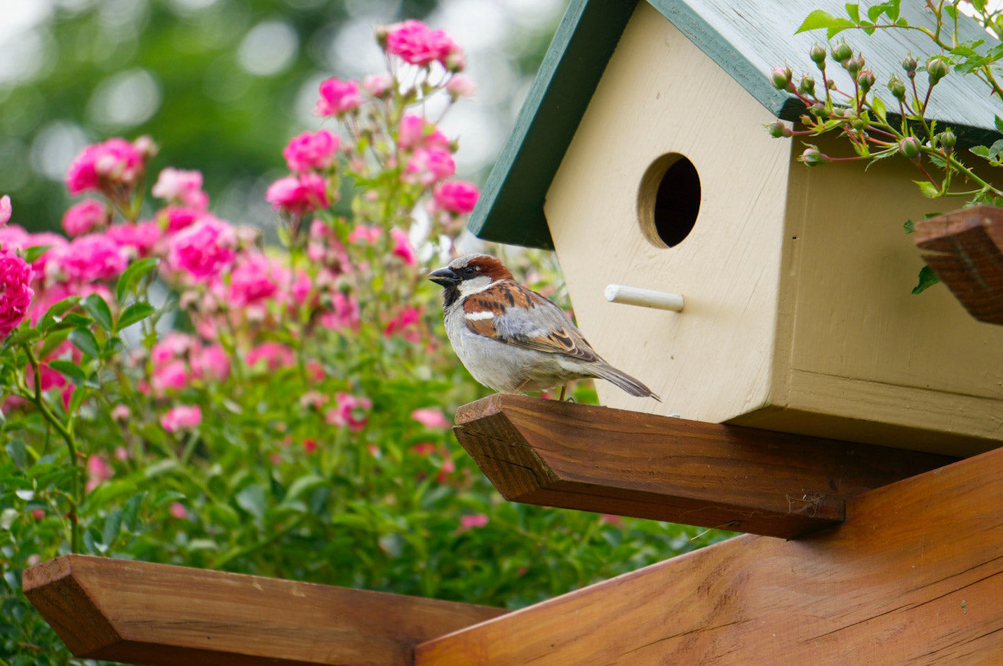 How To Attract Wildlife Into Your Garden