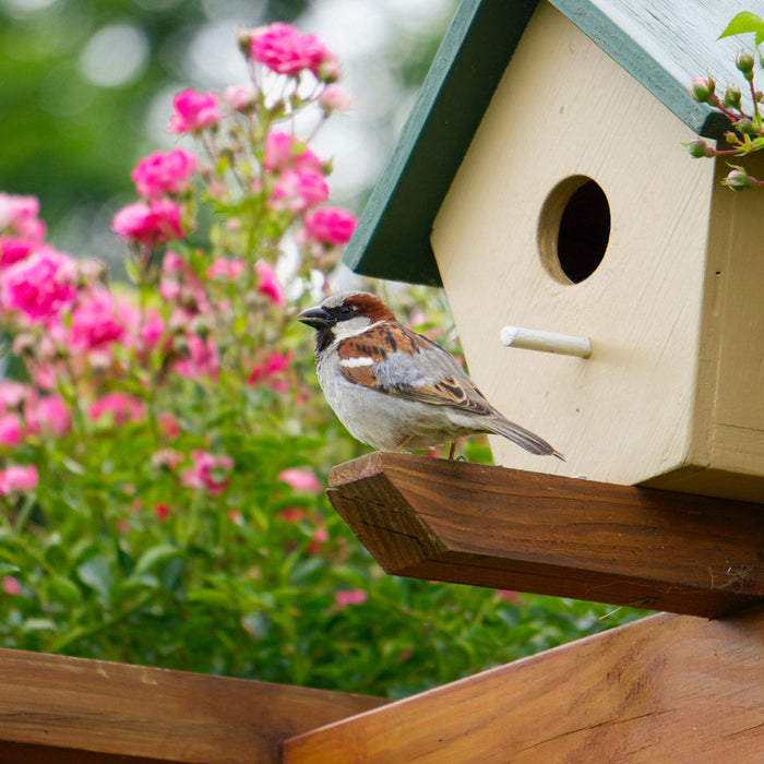 How To Attract Wildlife Into Your Garden