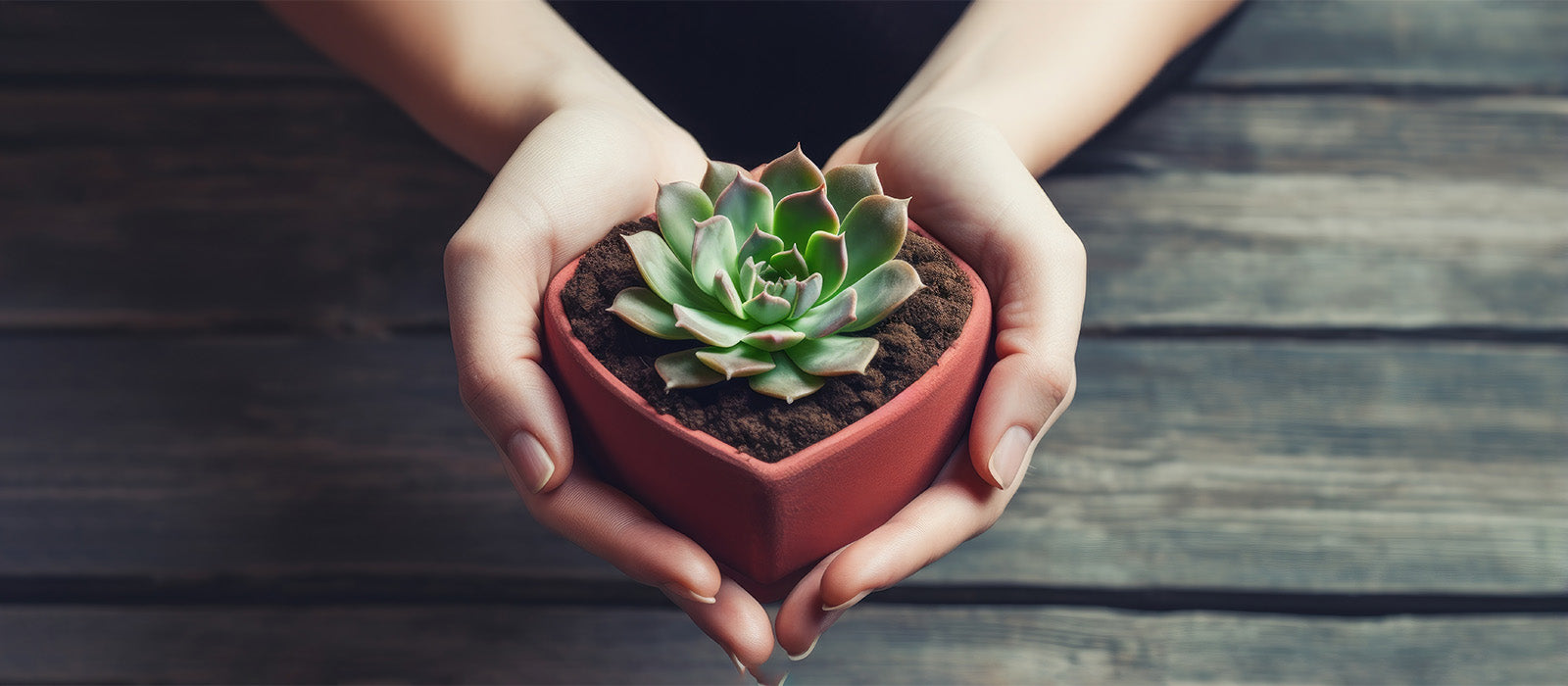 Rooted in Passion: Introducing Gardening Gifts Co.