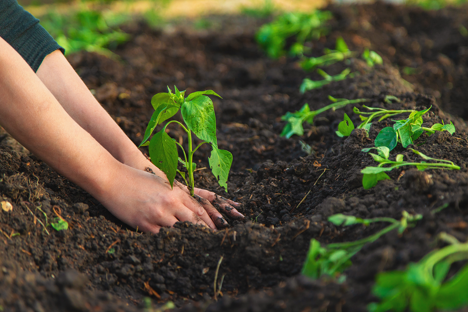 Nurture And Protect Your Most Important Gardening Tool, Your Hands
