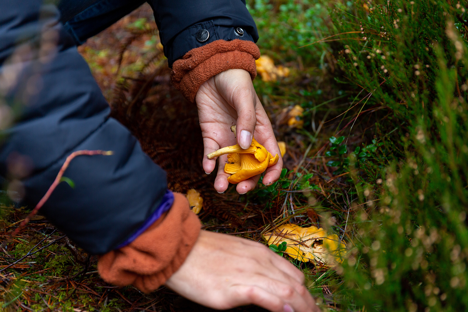Can You Forage in Winter? A Practical Guide to Seasonal Foraging
