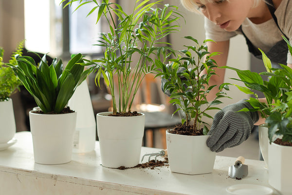 Indoor Gardening Sets