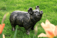 A Bit Quackers Garden Decor - Happy Gold Pig Garden Ornament