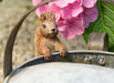 Beatrix Potter Plant Pot Accessories - Plant Pot Hanger - Squirrel Nutkin