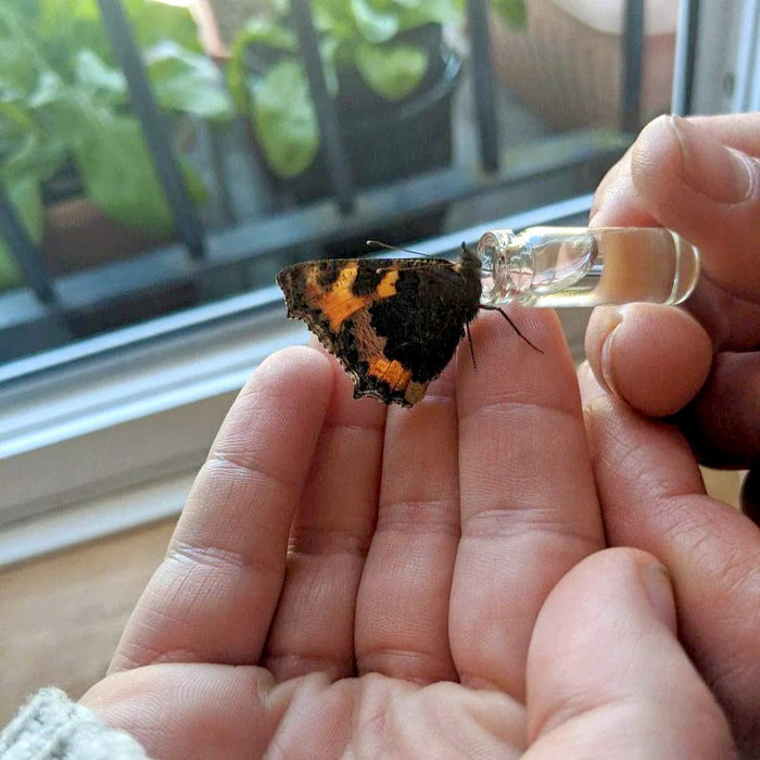 Beevive Novelty Gifts - Bamboo Bee Revival Kit with Bee ID Tag