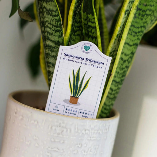 Bubblegum Stuff Indoor Gardening - Houseplant Care Tags - 30 Species of Indoor Plants