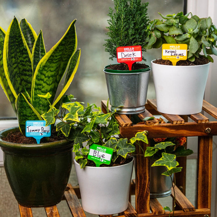 Bubblegum Stuff Indoor Gardening - Plant Name Badges - Name Tags for Indoor Plant Pots