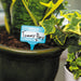 Bubblegum Stuff Indoor Gardening - Plant Name Badges - Name Tags for Indoor Plant Pots