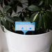 Bubblegum Stuff Indoor Gardening - Thirsty AF - 12x Houseplant Watering Schedule Tags