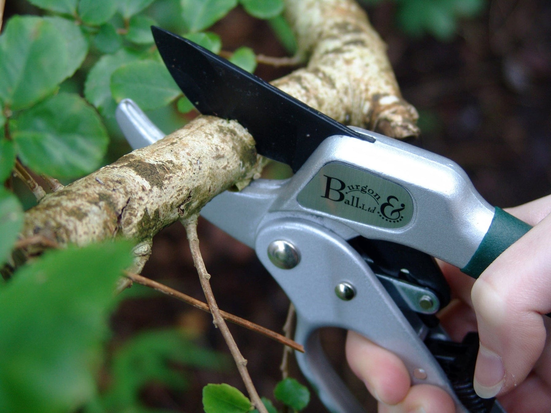 Burgon & Ball Ratchet Pruner - RHS Endorsed — Gardening Gifts Co.