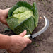 Burgon & Ball Garden Tools & Equipment - Vegetable Harvesting Knife - Tough Tools