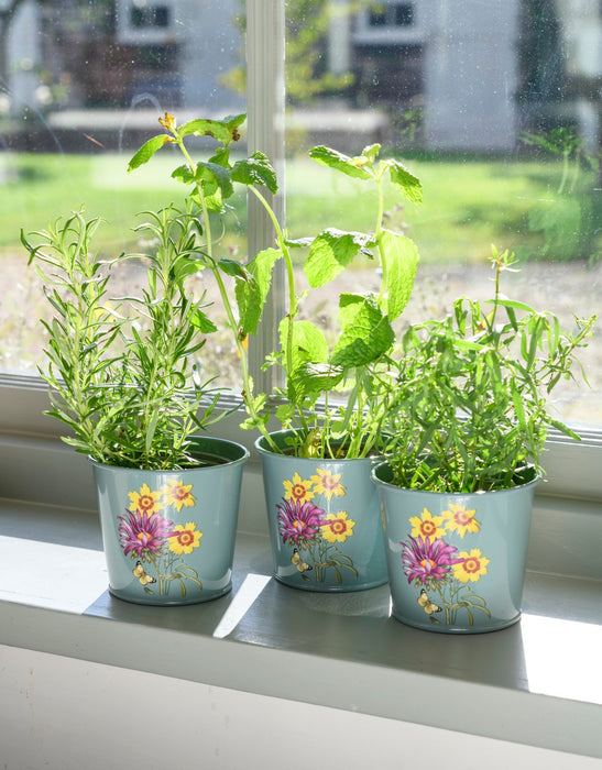 Burgon & Ball Indoor Plant Pots - Asteraceae Herb Pots