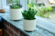 Burgon & Ball Indoor Plant Pots - Bilbao Pale Jade Glazed Pot - Small