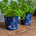 Burgon & Ball Indoor Plant Pots - British Meadow Herb Pots