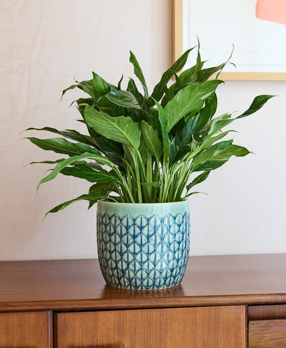 Burgon & Ball Indoor Plant Pots - Glazed Pot - Green Geo
