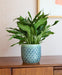 Burgon & Ball Indoor Plant Pots - Glazed Pot - Green Geo