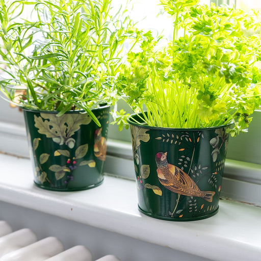 Burgon & Ball Indoor Plant Pots - Woodland Wonders Herb Pots