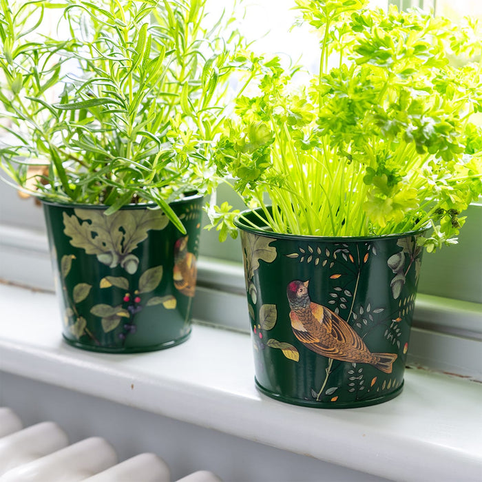Burgon & Ball Indoor Plant Pots - Woodland Wonders Herb Pots