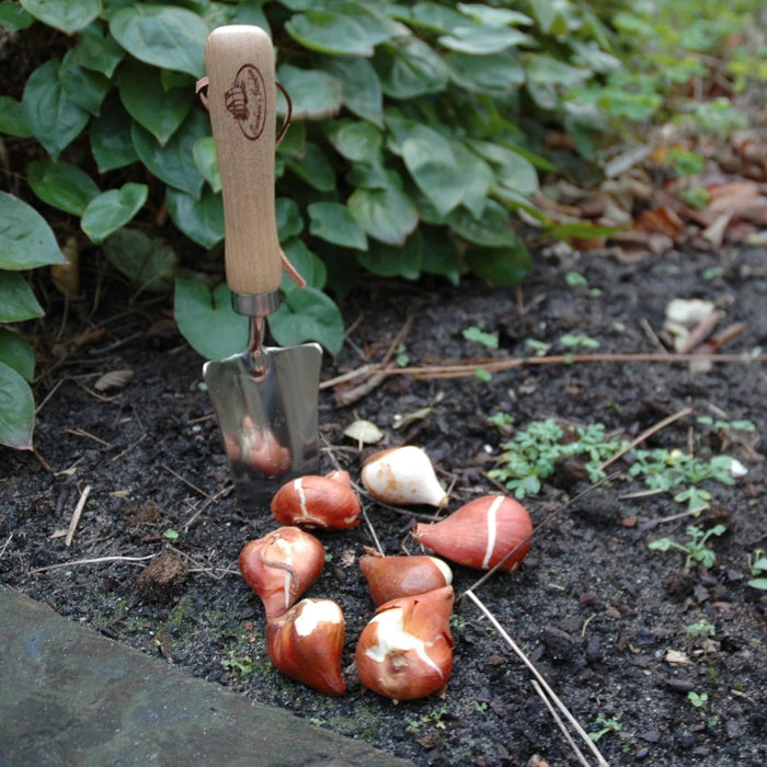 narrow garden trowel Narrow Transplanter Trowel (Stainless Steel) — Gardening Gifts Co