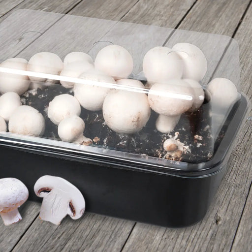 Esschert's Garden Plant & Herb Growing Kits - Mushroom Grow Set - White Button