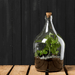 Esschert's Garden Plant Terrariums - 3 Litre Bottle Terrarium Starter Bundle