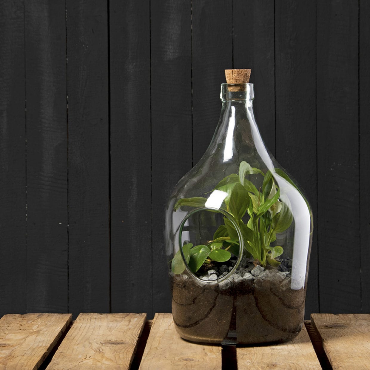 Esschert's Garden Plant Terrariums - DIY Plant Terrarium Kit with 3 Litre Open Bottle