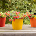 Esschert's Garden Pots & Planters - Shades of Nature - Flower Pots