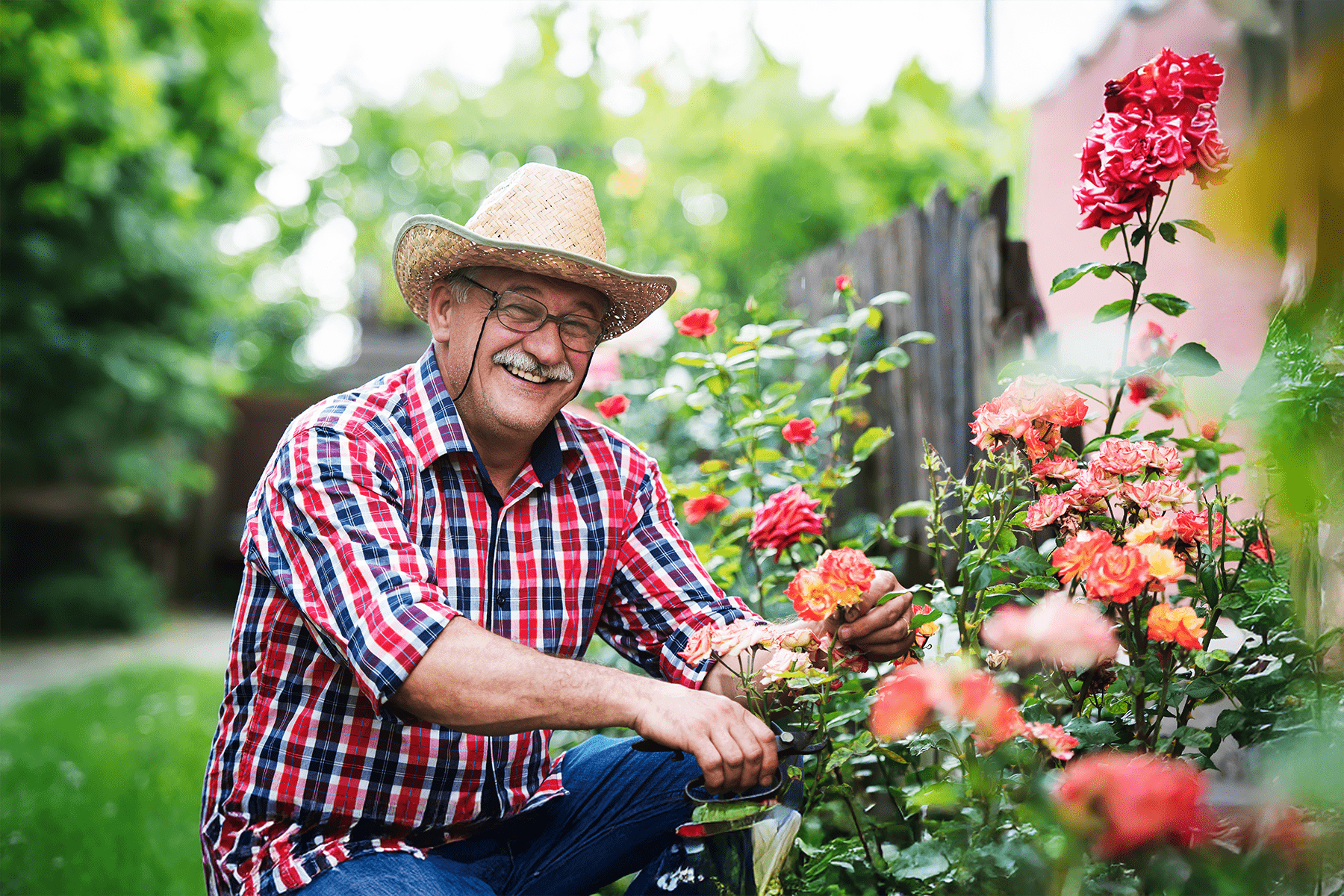 happy senior male gardening cutting flowers