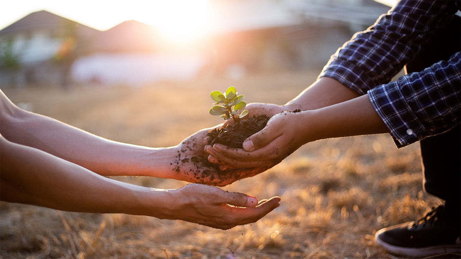 two people holding a plant together