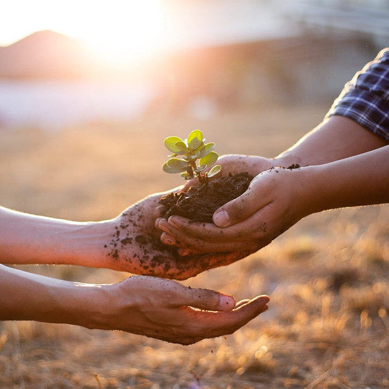 two people holding a plant together