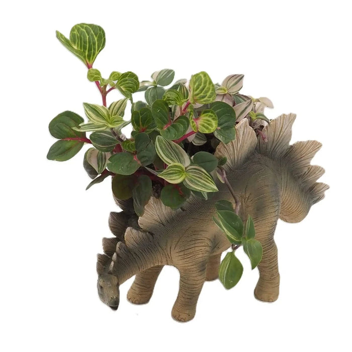 stegosaurus plant pot Dinosaur Planter