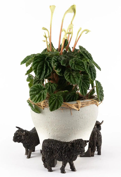 Jardinopia Plant Pot Accessories - Plant Pot Feet - Bronze Highland Cow