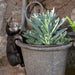 Jardinopia Plant Pot Accessories - Plant Pot Hanger - Bronze Cat