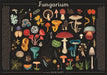 Katie Scott Games - Fungarium 1000 Piece Jigsaw Puzzle