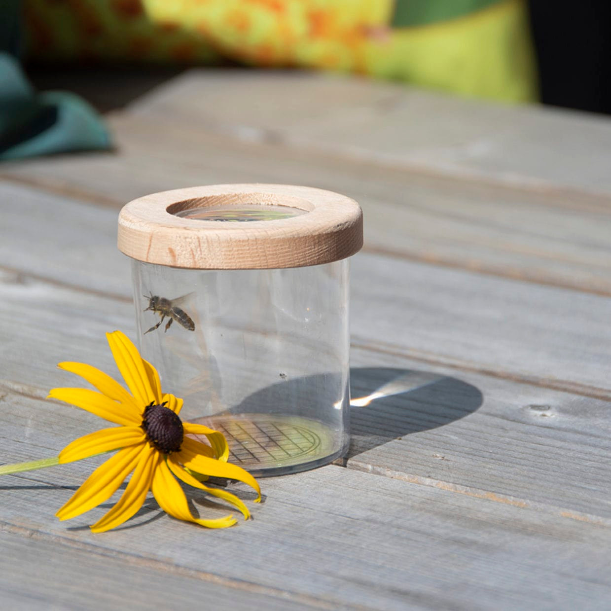 Wooden Magnifying Study Box for Kids (FSC 100%) — Gardening Gifts Co.