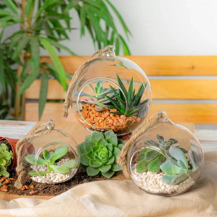 Nicola Spring Plant Terrariums - Hanging Glass Terrarium - Small Sizes