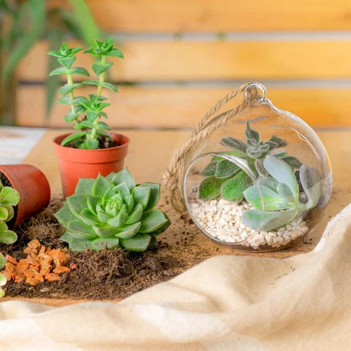 Nicola Spring Plant Terrariums - Hanging Glass Terrarium - Small Sizes