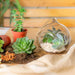Nicola Spring Plant Terrariums - Hanging Glass Terrarium - Small Sizes