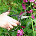 Niwaki Garden Tools & Equipment - Niwaki Sentei Garden Scissors