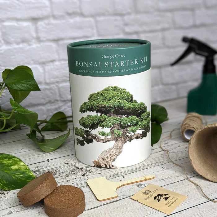 bonsai tree starter kit uk Bonsai Starter Kit — Gardening Gifts Co