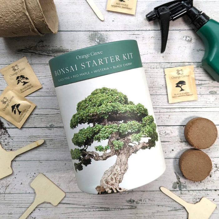 bonsai tree kit uk Bonsai Starter Kit — Gardening Gifts Co