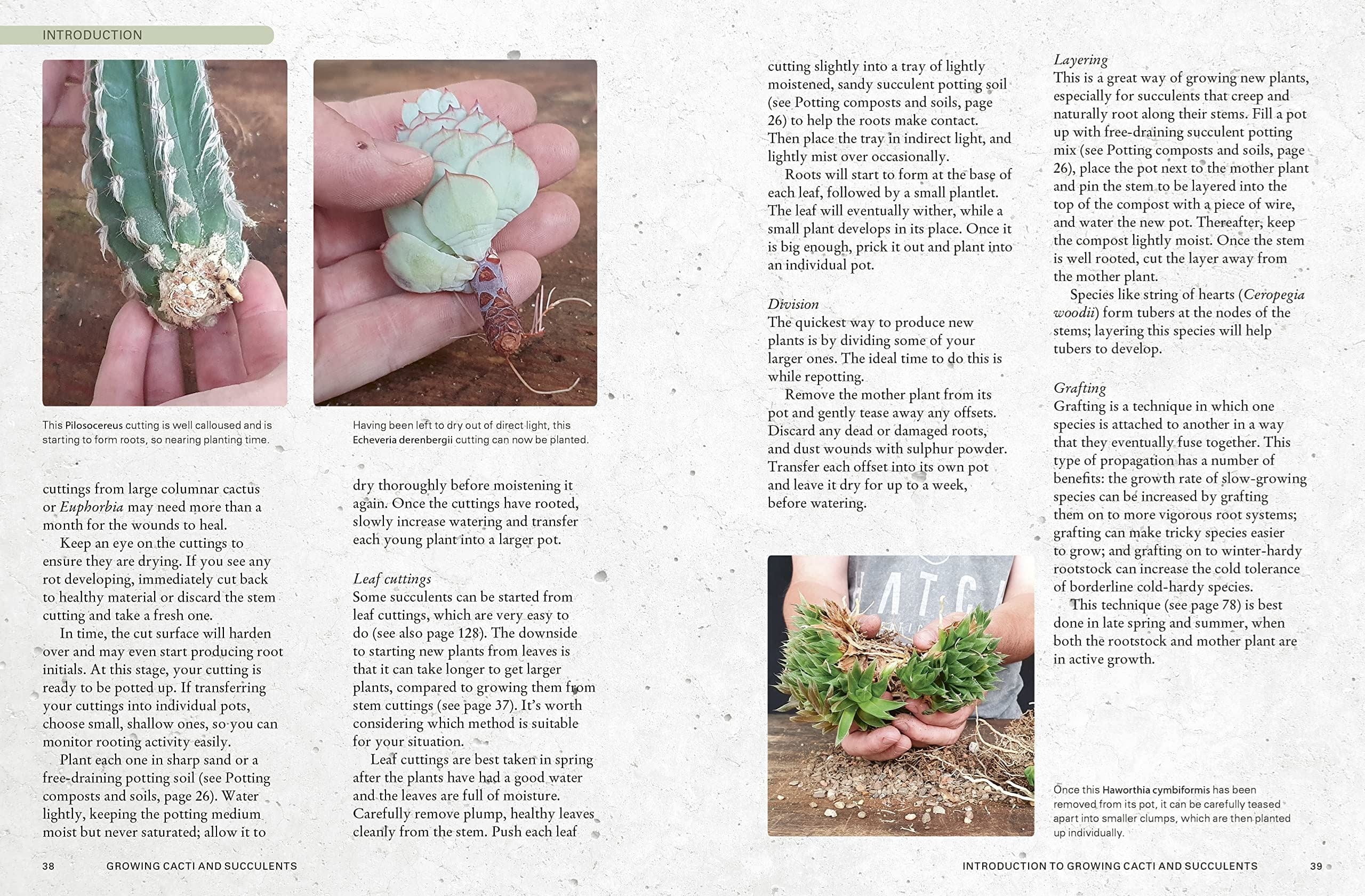 The Kew Gardener's Guide To Growing Cacti And Succulents — Gardening ...